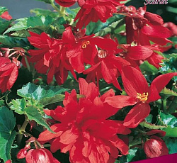 Бегония (ампельная) - Скарлет