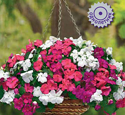 Бальзамин Бикон Пунш