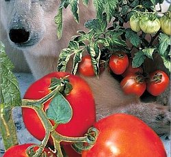 Томат Крайний север
