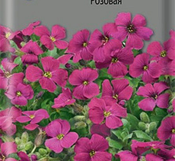 Аубреция Розовая