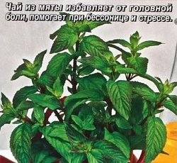 Мята овощная Шотландский ветерок