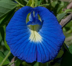 Клитория тройчатая Легенда