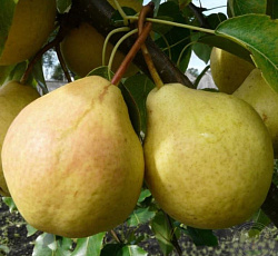 Груша - Память Анзина