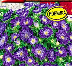 Астра Пиноккио Синяя