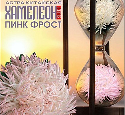 Астра китайская Хамелеон селект Пинк Фрост