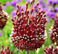 Лук декоративный - аметистовый Ред Могикан