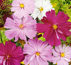 Космея Махровая Психе