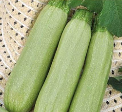 Кабачок Казанова F1
