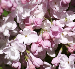 Сирень обыкновенная - Жемчужина