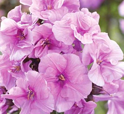 Флокс (метельчатый) - Зенобия (Люкс)