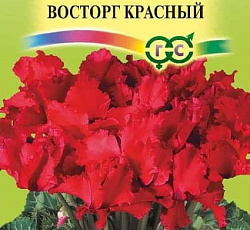 Цикламен Бахромчатый Восторг красный