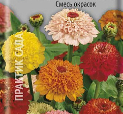 Цинния Скабиозоцветковая Смесь окрасок