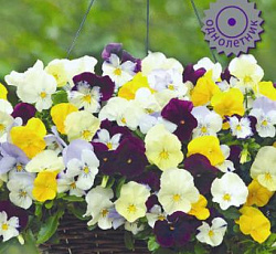 Виола ампельная Кул Вэйв Микс