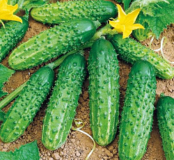 Огурец Чудо рынка F1