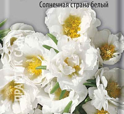 Портулак Крупноцветковый Солнечная страна белый