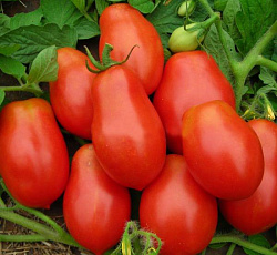 Томат Рома VF