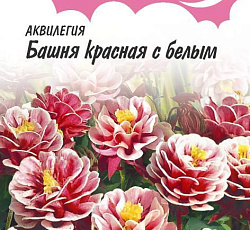 Аквилегия Башня красная с белым