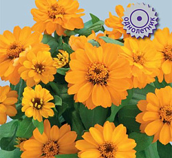 Цинния гибридная Каприз Оранж