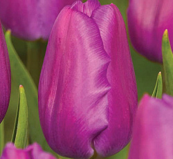 Тюльпан (Триумф) - Блу Бьюти