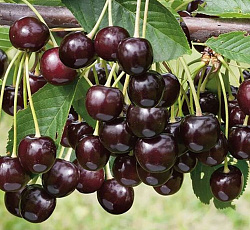 Черешня - Ленинградская черная