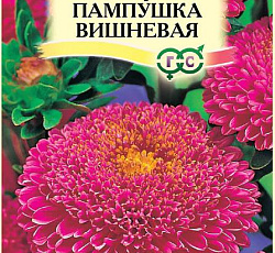 Астра Пампушка Вишневая