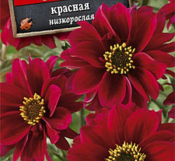 Георгина низкорослая Опера красная