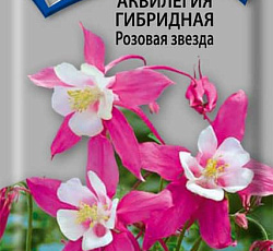 Аквилегия гибридная Розовая звезда