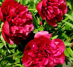 Пион (травянистый) - Адольф Руссо