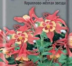 Аквилегия гибридная Кораллово-желтая звезда