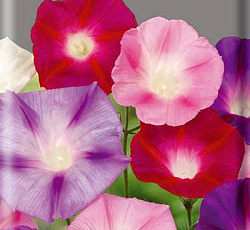 Ипомея Смесь окрасок