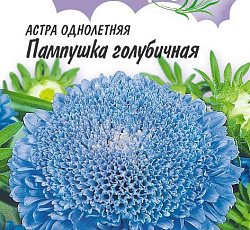 Астра Пампушка Голубичная