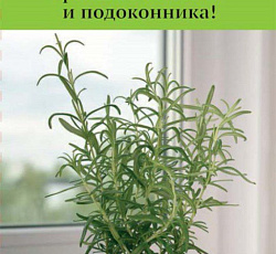 Розмарин лекарственный Росинка