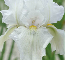 Ирис (бородатый) - Вирджиния Агнес