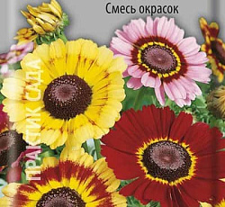 Хризантема Килеватая смесь