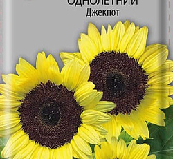 Подсолнечник Джекпот