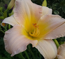 Лилейник (гибридный) - Катерина Вудбери