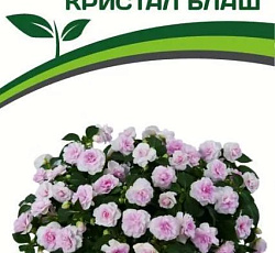 Бальзамин махровый Уоллера Кристал Блаш F1