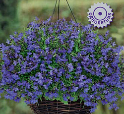Лобелия ампельная Регата Миднайт Блю