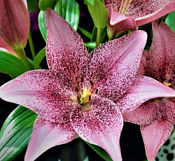 Лилия (ЛА-гибрид) - Свит Шугар