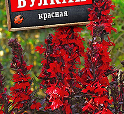 Лобелия Вулкан красная