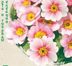 Примула Данова малина со сливками F1