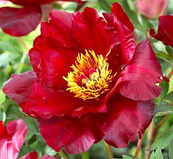 Пион (ИТО-гибрид) - Скарлет Хевен (Люкс)