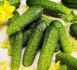 Огурец Гуннар F1