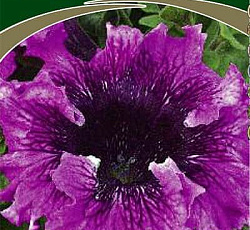 Петуния превосходнейшая Темно-пурпурная