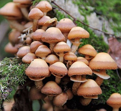 Опенок летний