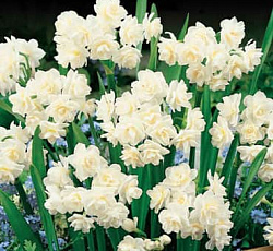 Нарцисс (Махровый) - Эрличе (Люкс)