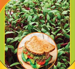 Микрозелень Свекла микс