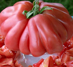 Томат Японский краб