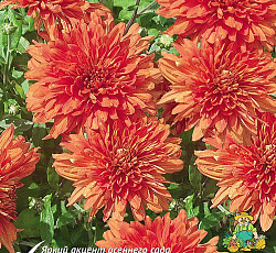 Хризантема (корейская) - Супер броз