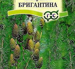 Лиственница сибирская Бригантина